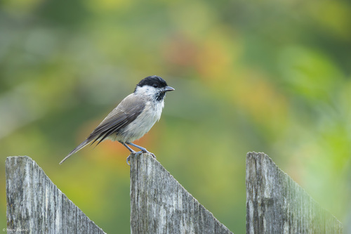 Marsh Tit