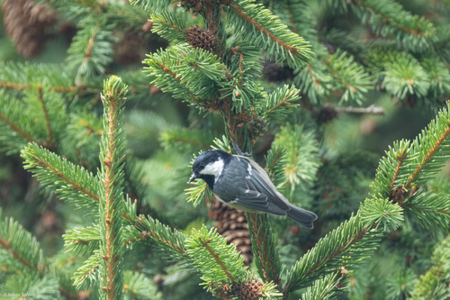 Coal Tit