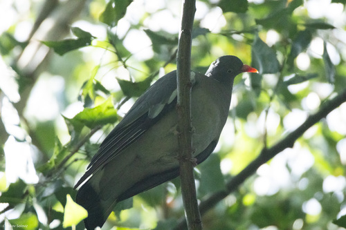 Common Wood-Pigeon