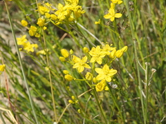 Haplophyllum linifolium