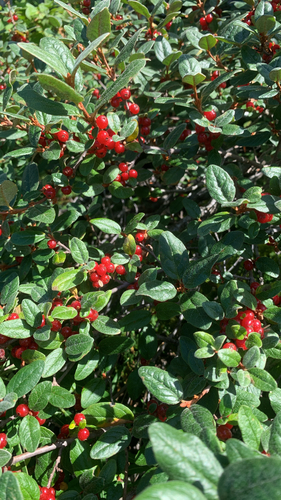 Canadian buffalo-berry