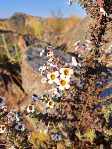 Jamesbrittenia carvalhoi
