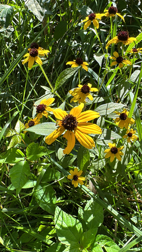brown-eyed Susan