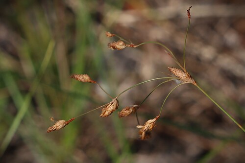 Fimbristylis spadicea observed 2026-08-22
