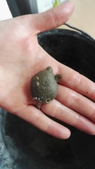 Molgula manhattensis