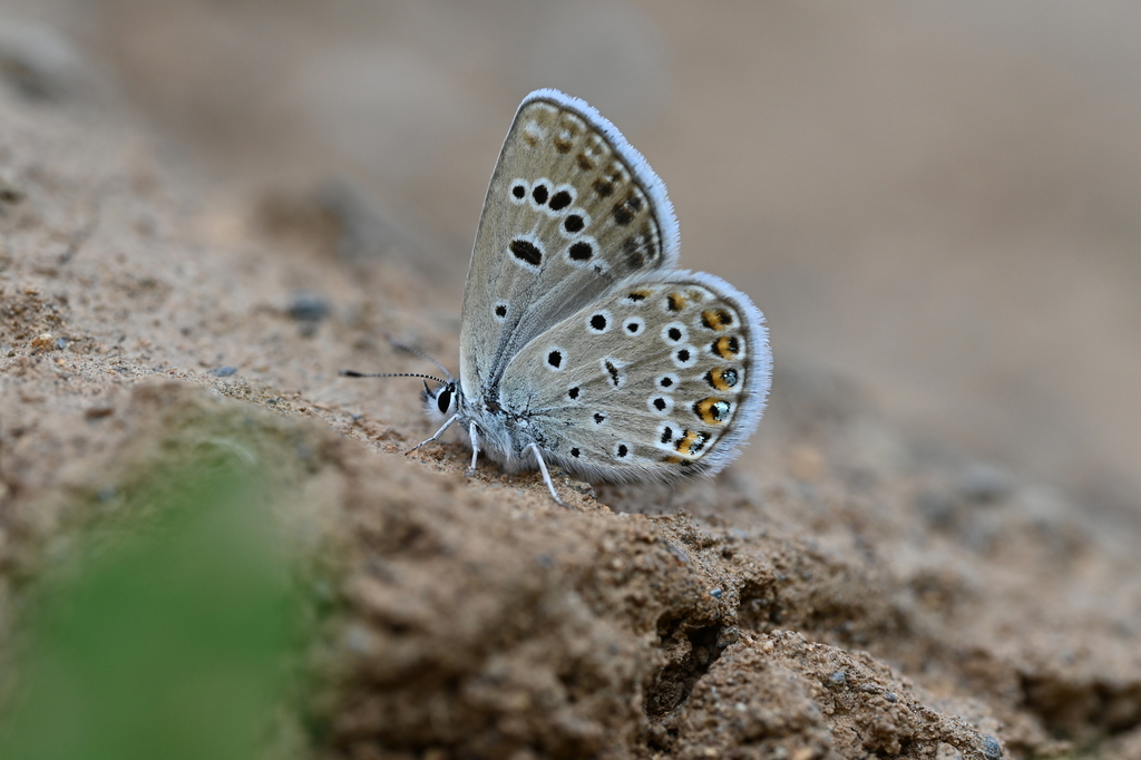 Kretania alcedo