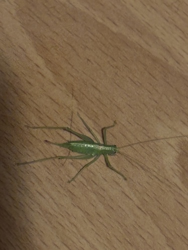 Southern Oak Bush-cricket