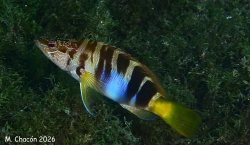 Serrano