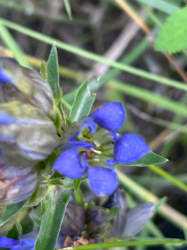 Gentiana affinis, photograph 6