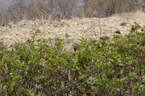 Rusty-crowned Tit-Spinetail (Leptasthenura pileata), photo 10