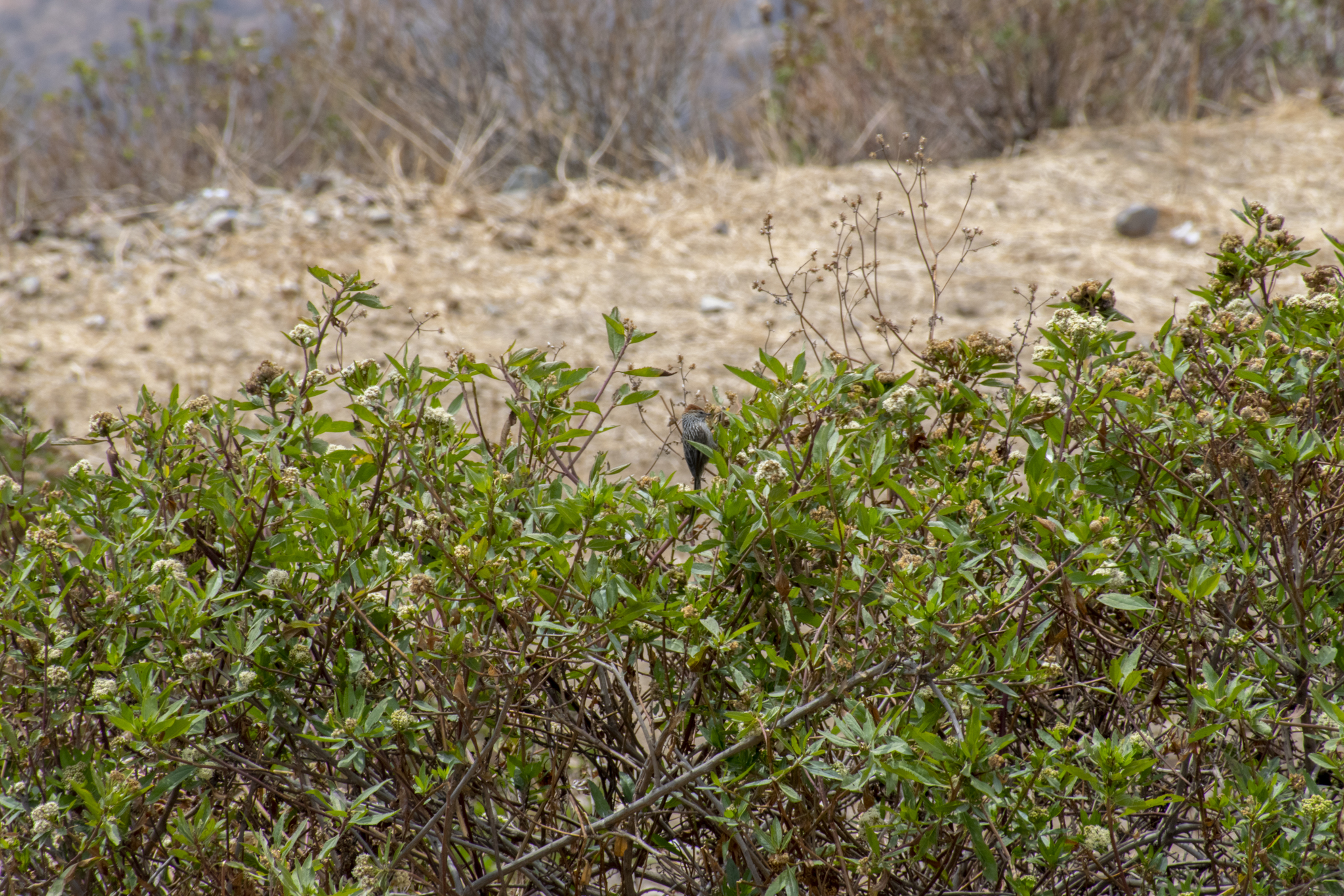 Rusty-crowned Tit-Spinetail (Leptasthenura pileata), photo 10