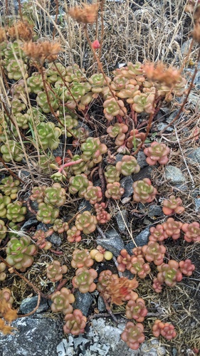 Sedum oreganum, photograph 3