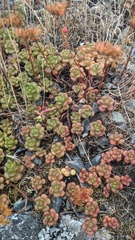 Sedum oreganum, photograph (c) Shaan Aroeste, some rights reserved (CC BY)
