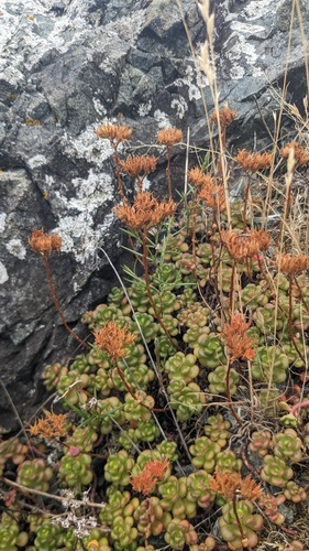 Sedum oreganum, photograph 4