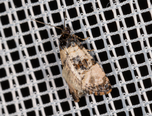 Ragwort crown-boring moth