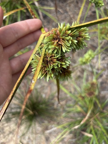 iNaturalist observation photo of tall flatsedge
