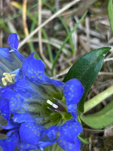 Gentiana affinis, photograph 5