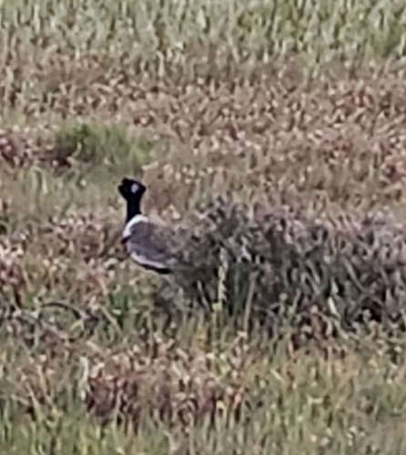 iNaturalist image