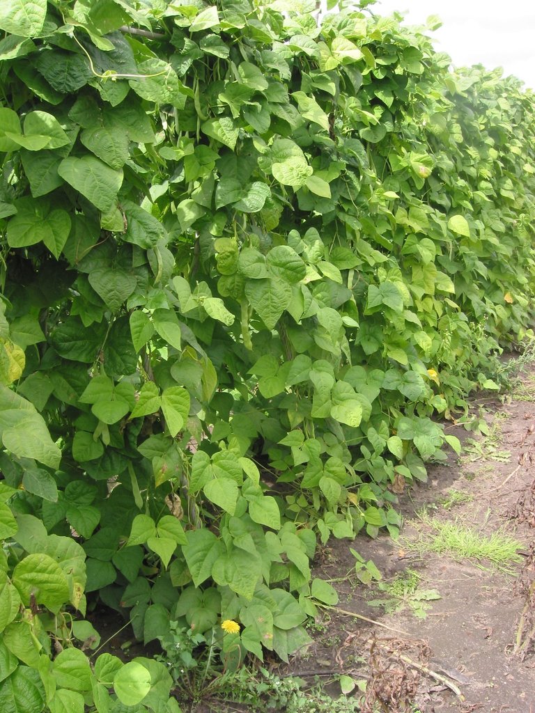 Common Bean (Vines and Climbing plants of Puerto Rico and the Virgin ...