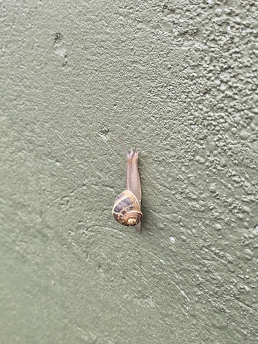 Garden Snail