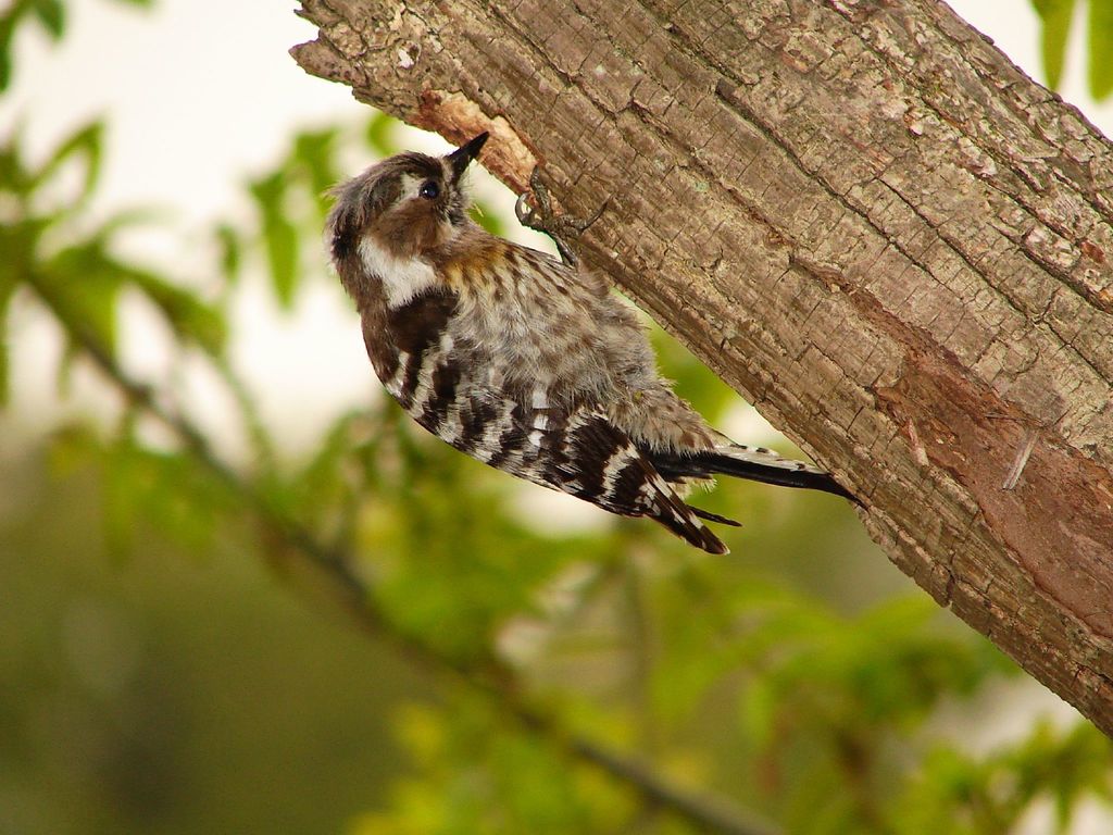 Japanese Woodpecker (Picus awokera) photo