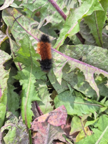 Isabella Tiger Moth