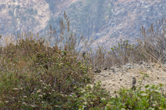 Ochthoeca leucophrys