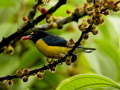 Euphonia minuta