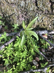 Moehringia