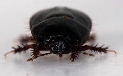 Microporus nigrita