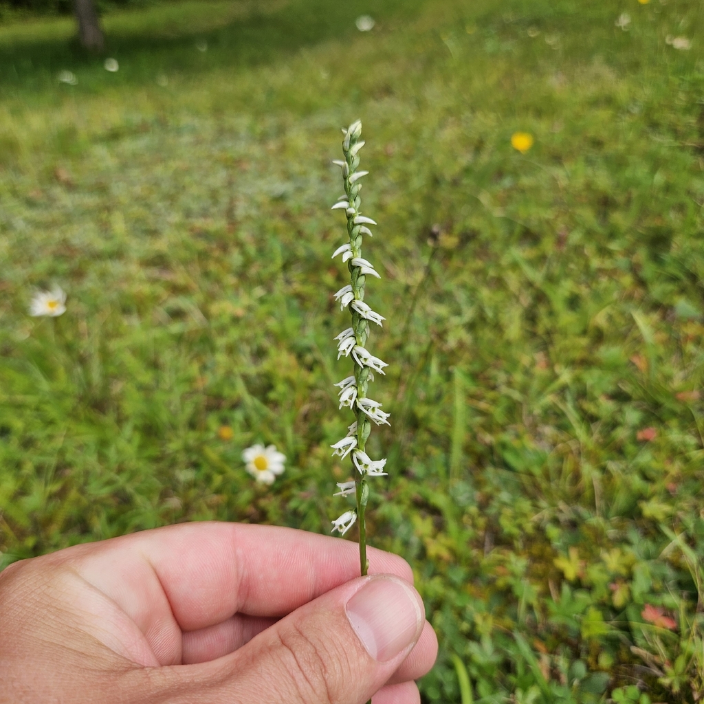 Spiranthes lacera; photograph (c) Christopher Evans, some rights reserved (CC BY)