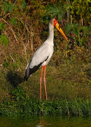 Yellow-billed Stork