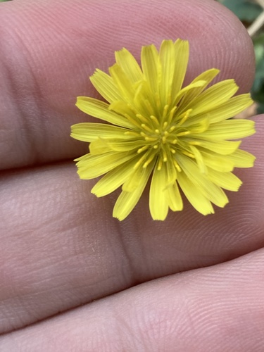 Crepis bursifolia