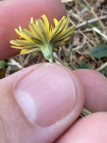 Crepis bursifolia, photograph 2