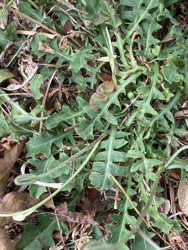 Crepis bursifolia, photograph 3