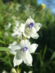 Delphinium pavonaceum