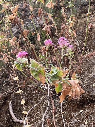 Red Valerian