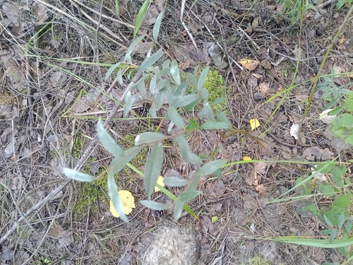 Salix rosmarinifolia, photograph 2