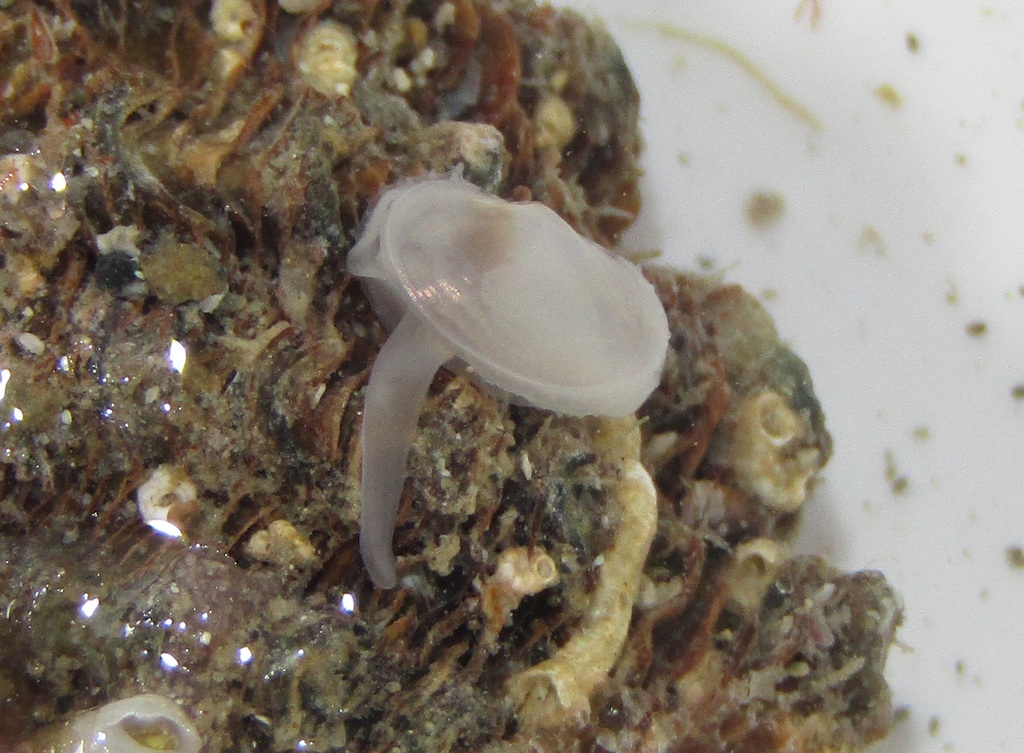 Scintilla
