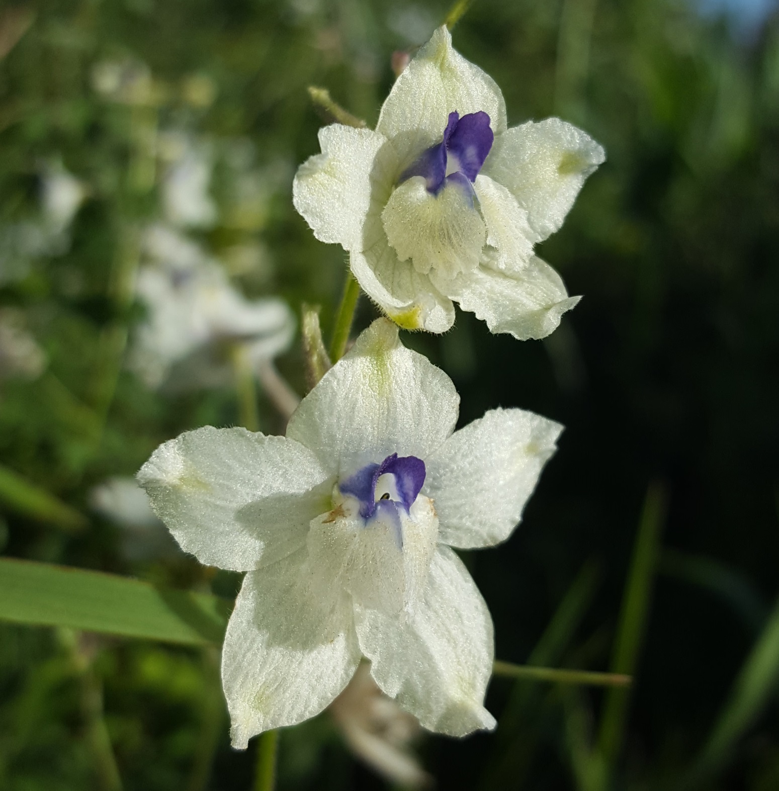 Delphinium pavonaceum