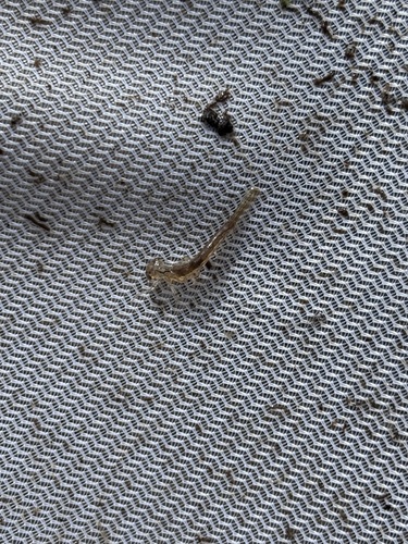 iNaturalist observation photo of Damselflies