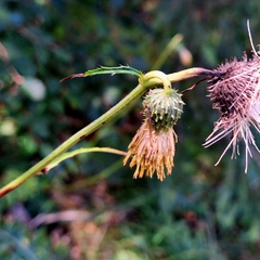 Cirsium erisithales, photograph author not stated, no rights reserved