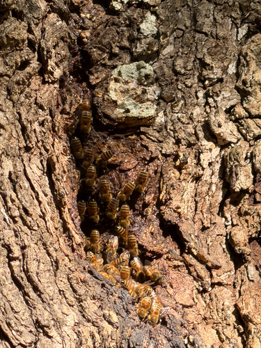 Western Honey Bee
