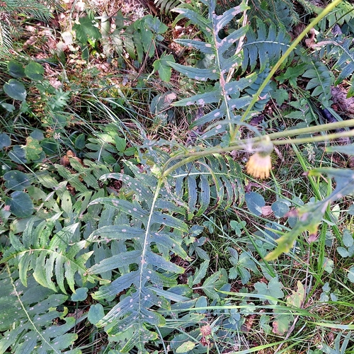 Cirsium erisithales, photograph 6