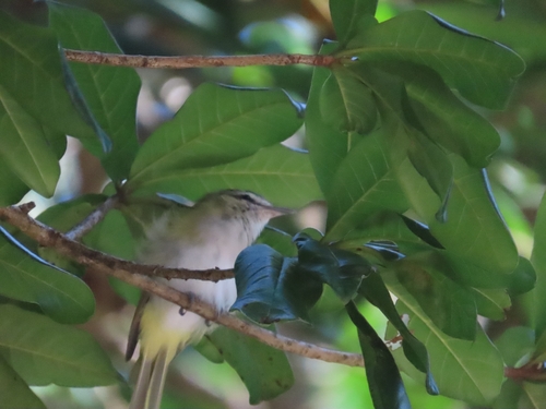 Chivi Vireo