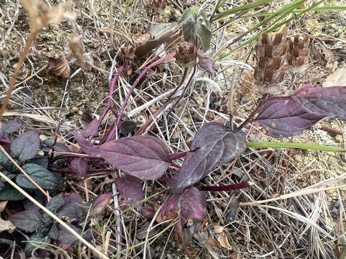 common selfheal