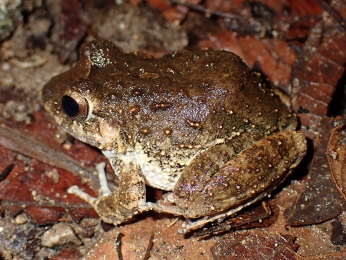 Pacific Stream Frog, Craugastor vocalis