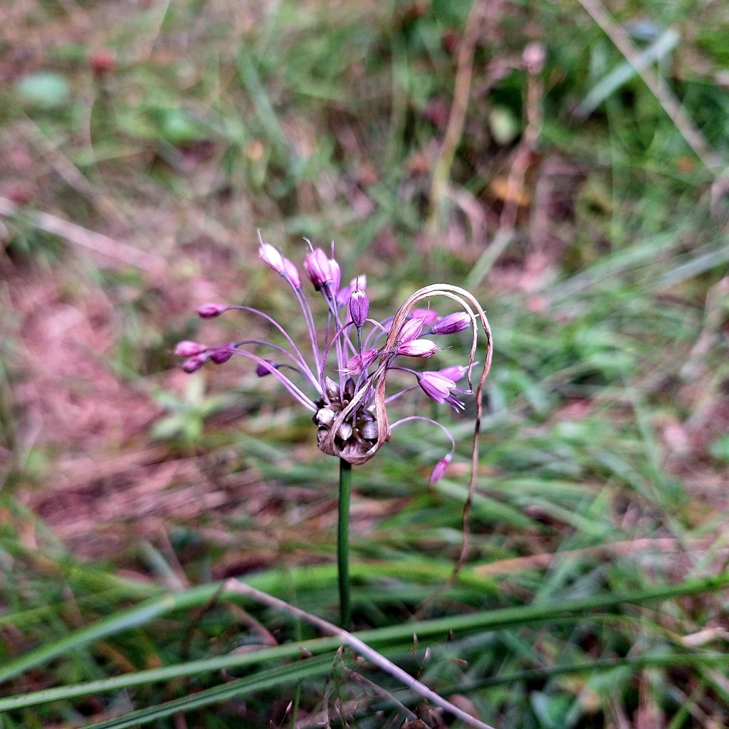 Allium carinatum; photograph author not stated, no rights reserved