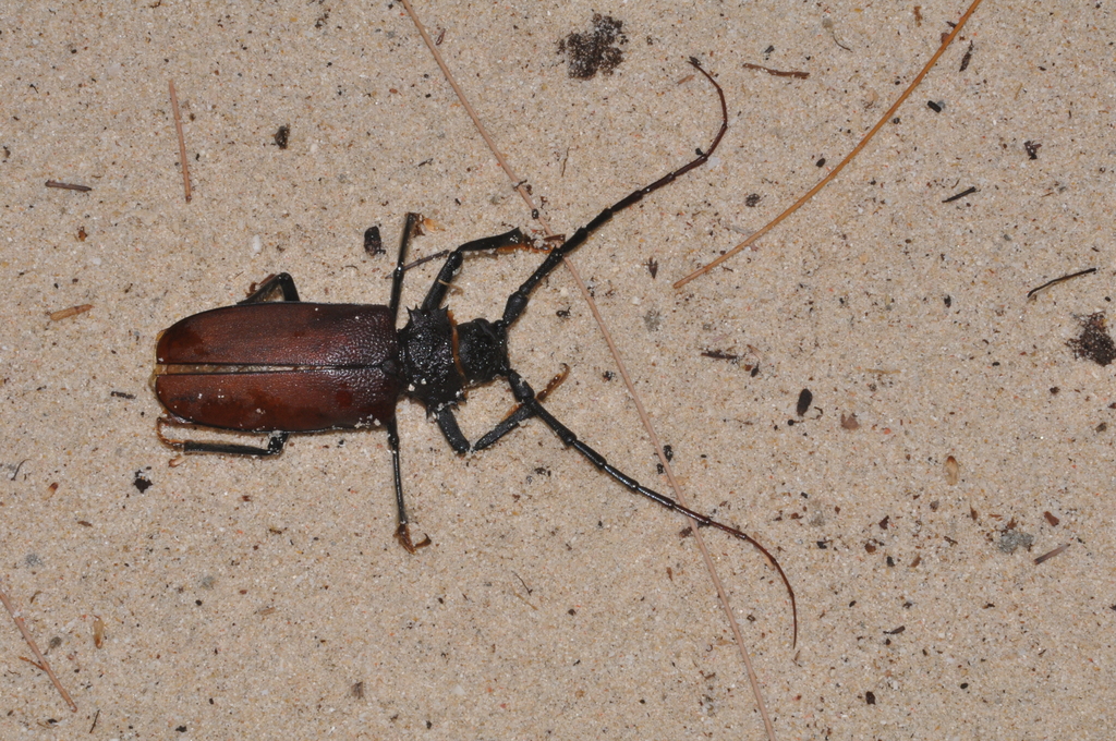 Hoplideres aquilus