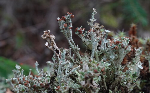 Phyllophora observed 2026-08-23